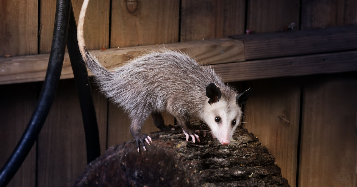 Playing Possum