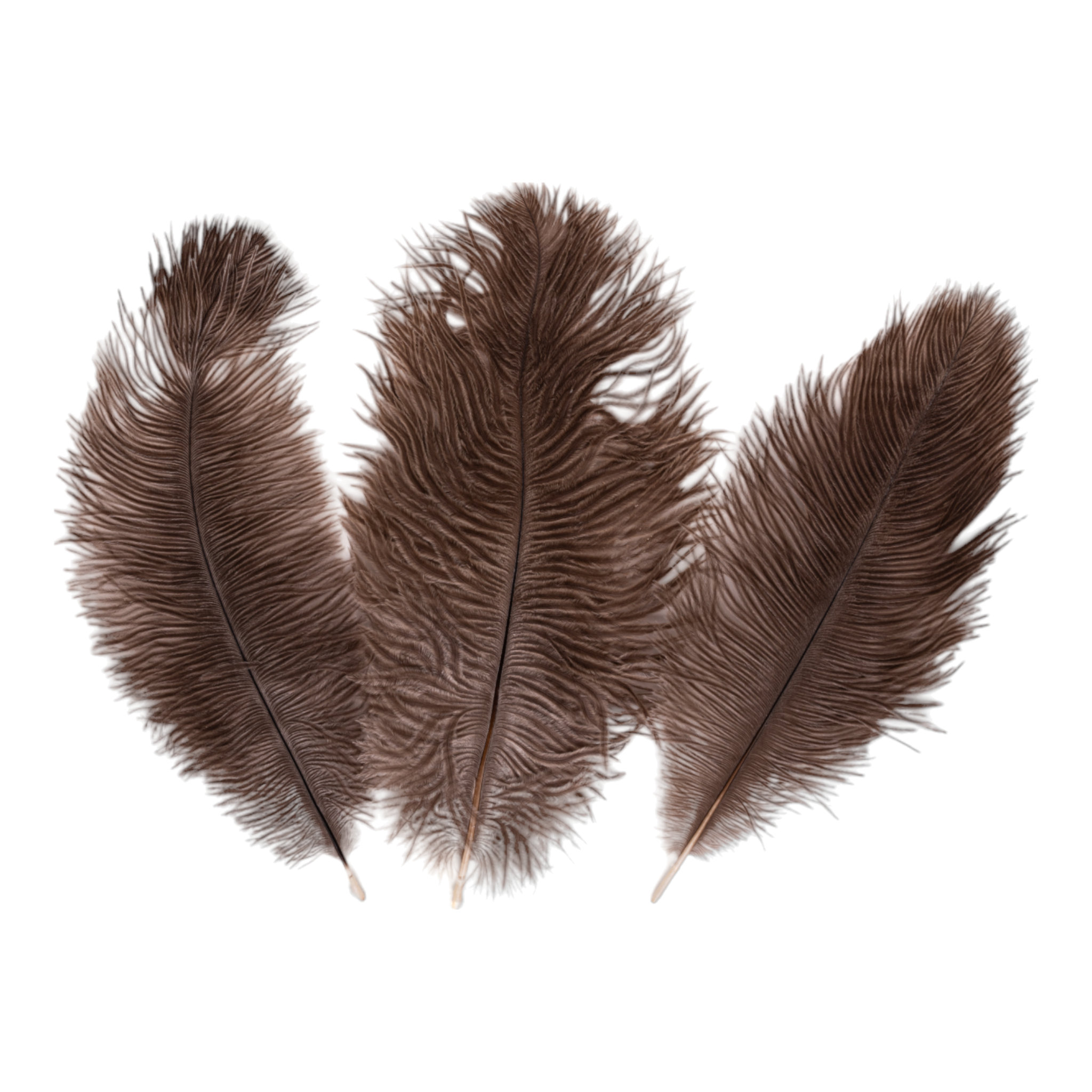 Brown Ostrich Feather, Large Feathers