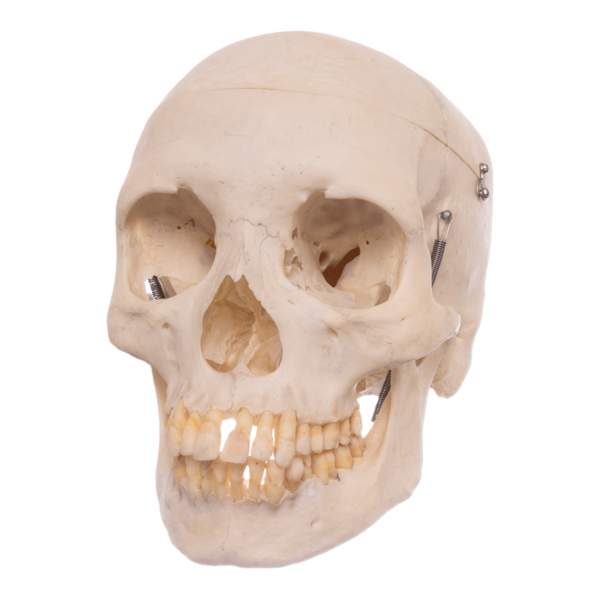 Skulls Unlimited: World Leader in Real and Replica Skulls & Skeletons —  Skulls Unlimited International, Inc.