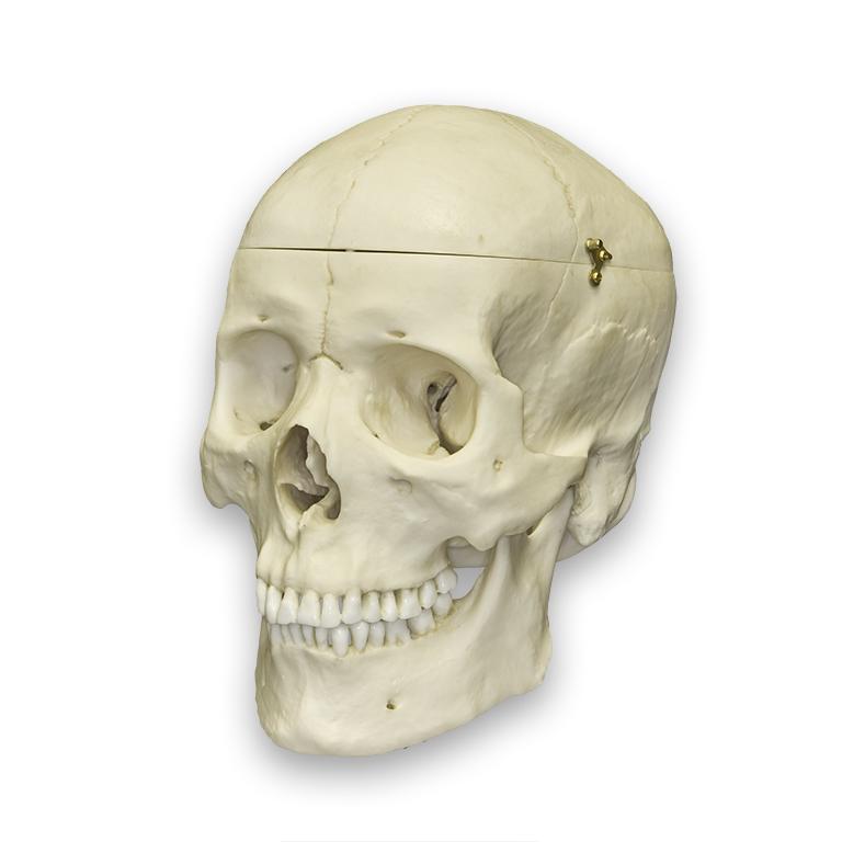 Replica Human Skull with Brain and Stand - Asian Male — Skulls Unlimited  International, Inc.