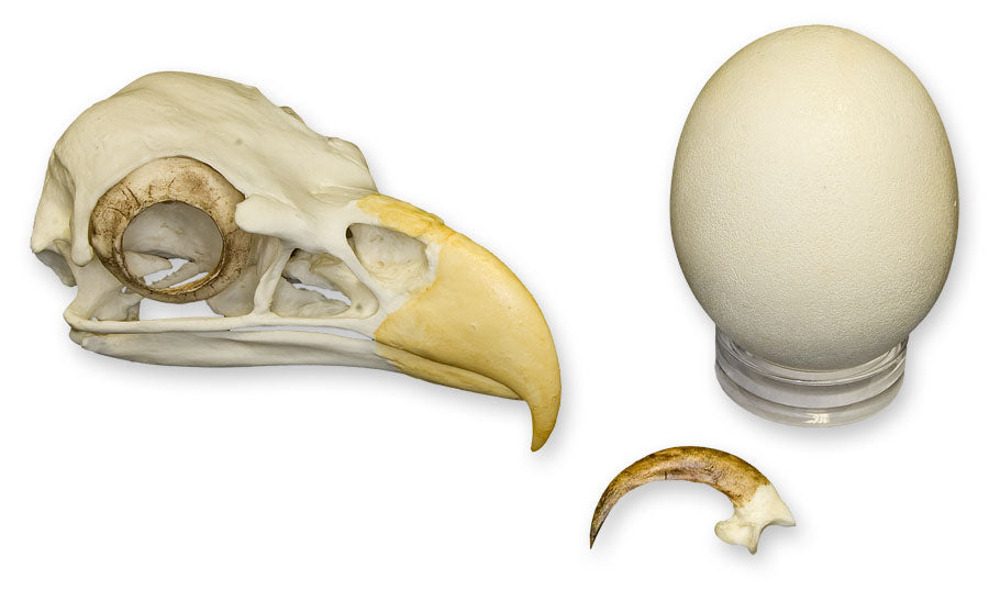 North American Bird Egg Set - Bone Clones, Inc. - Osteological