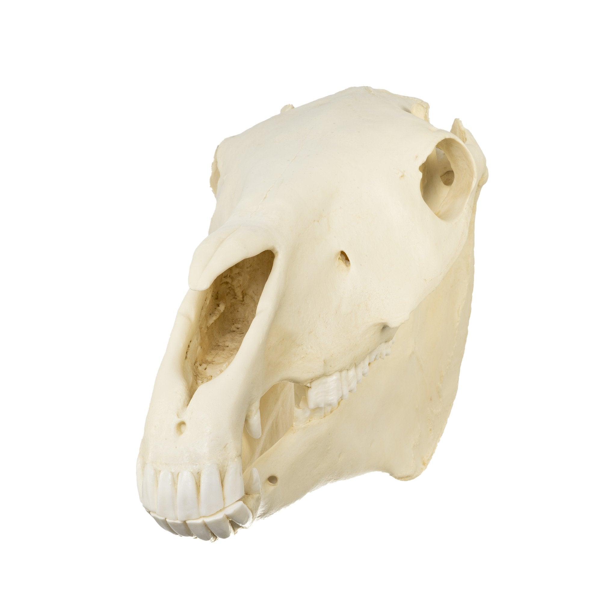 horse skull labeled