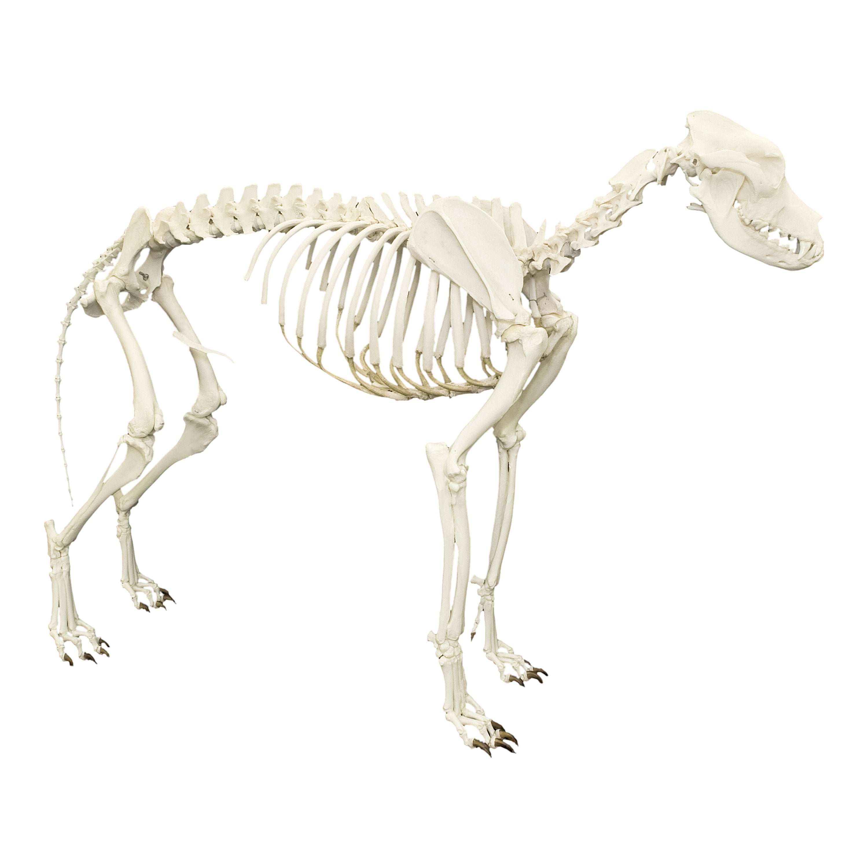 Large Skeleton Dog Halloween Decor 