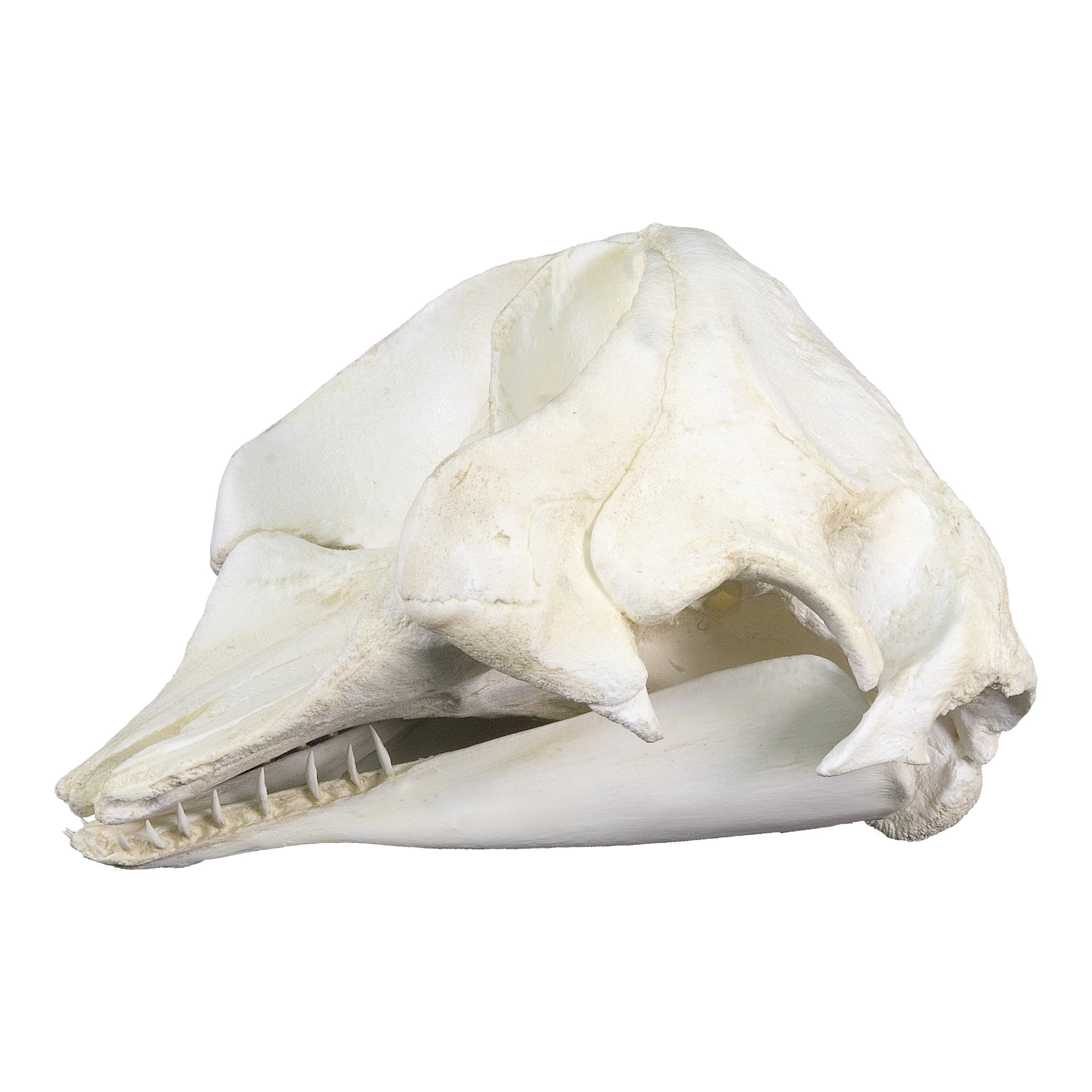 humpback whale skull