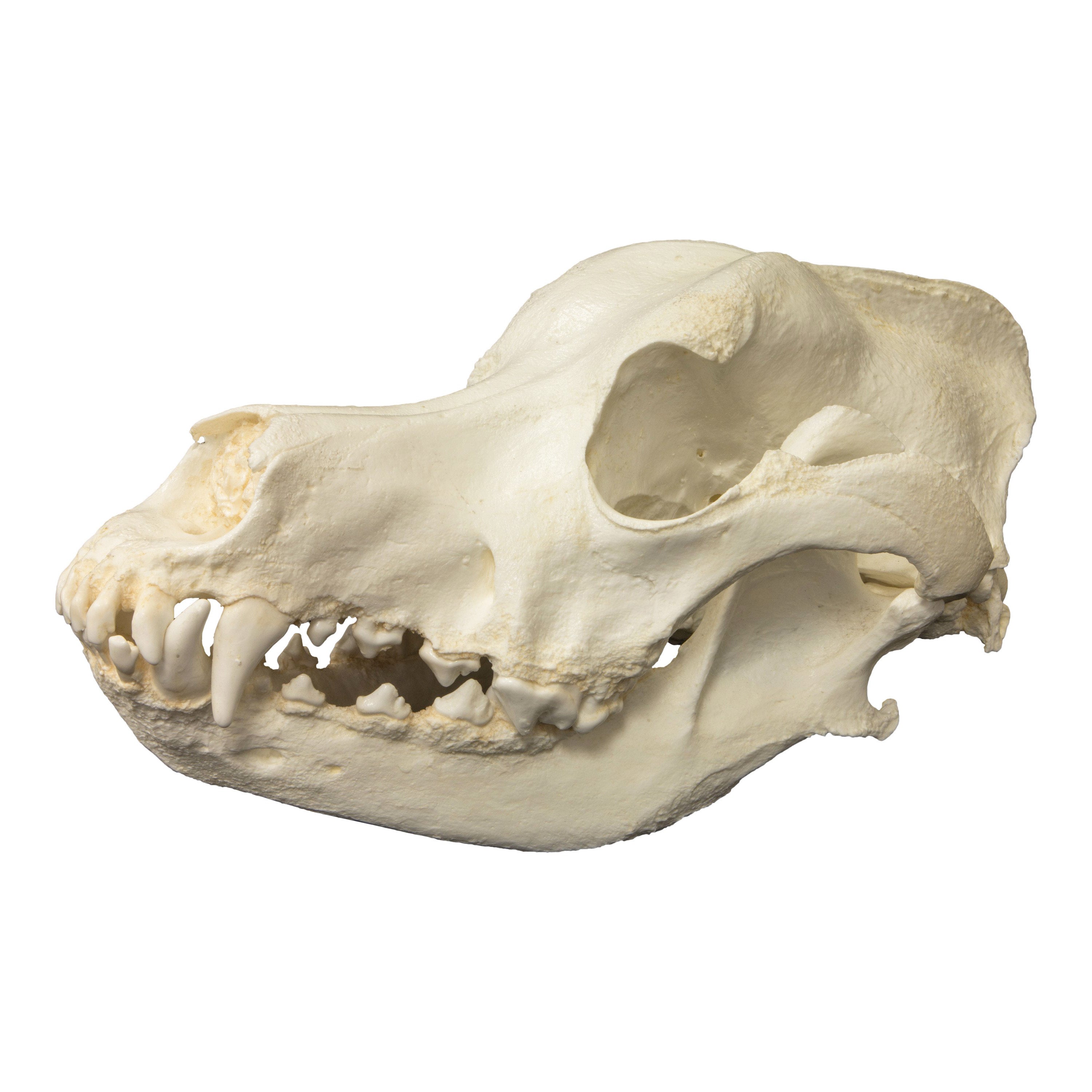 Great cheap dane skull