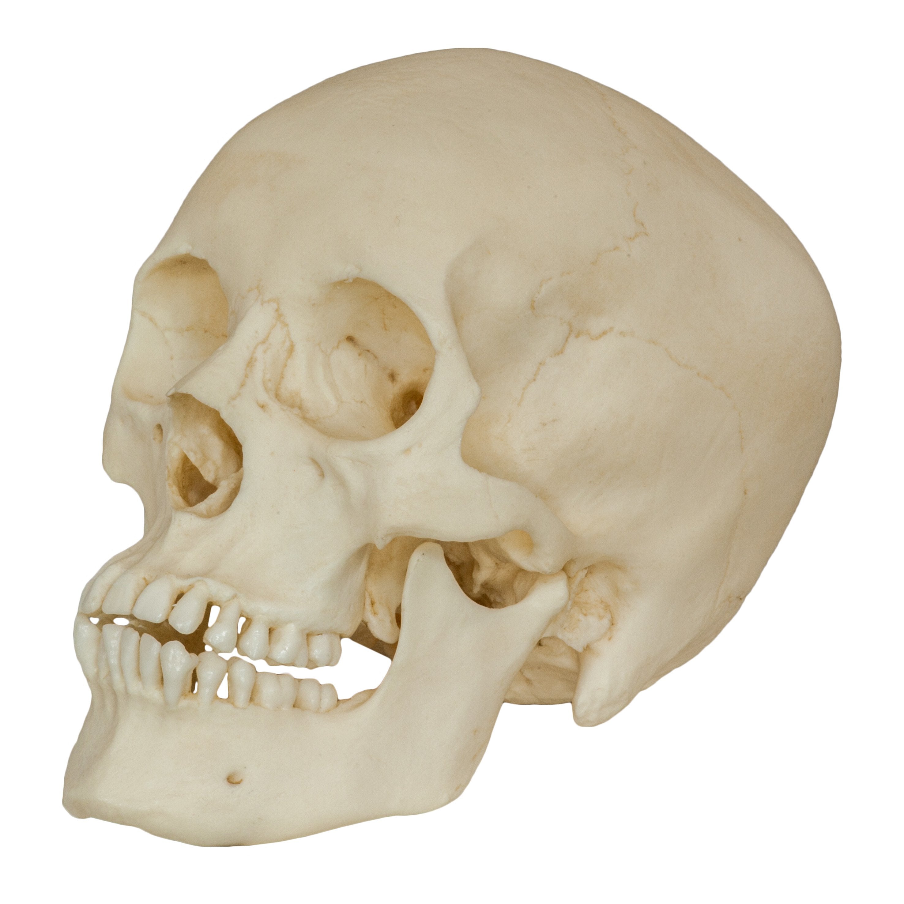 HUMAN MALE SKULL, Skull Duggery, USD 173.03