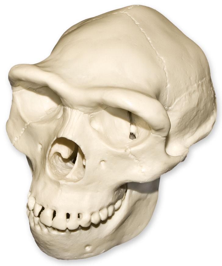 homo erectus skull vs homo sapien skull