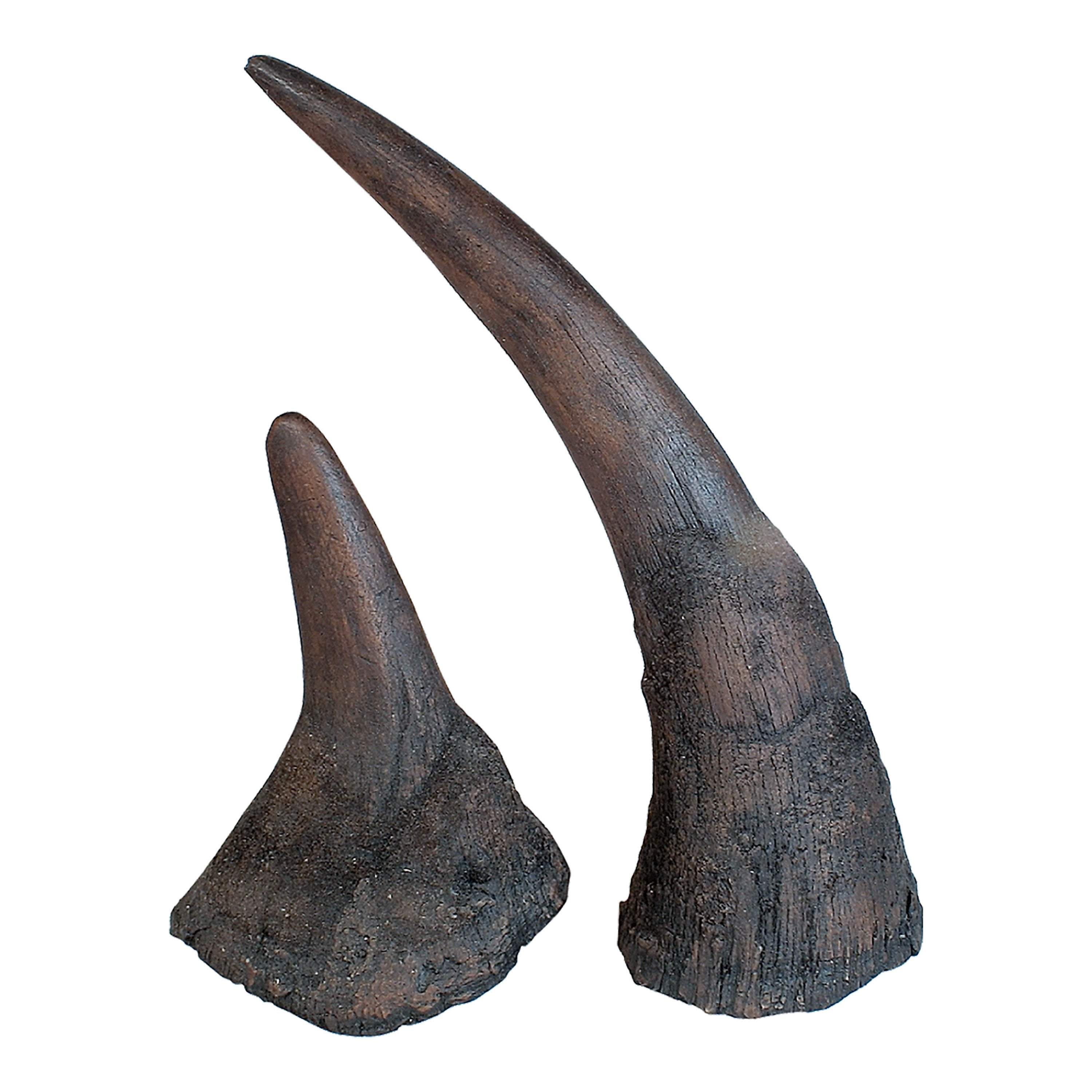 Black Rhino Horns Pair (Replica) - Bone Clones, Inc. - Osteological  Reproductions