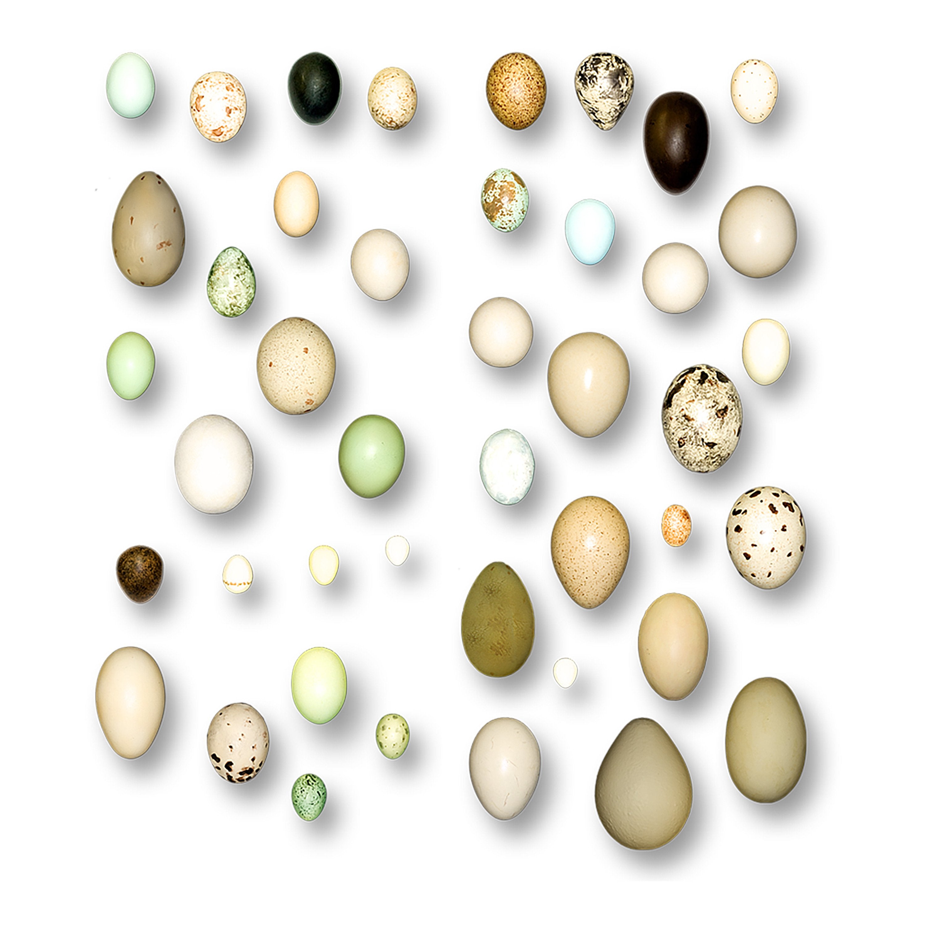 North American Bird Egg Set - Bone Clones, Inc. - Osteological Reproductions