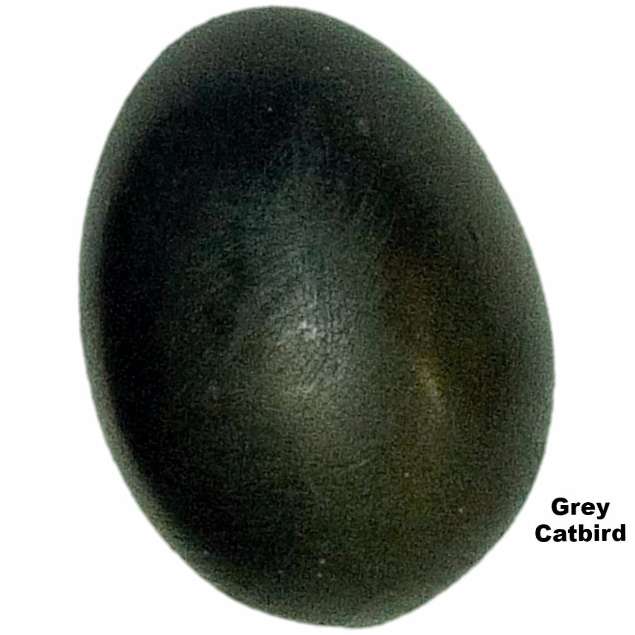 cat bird egg