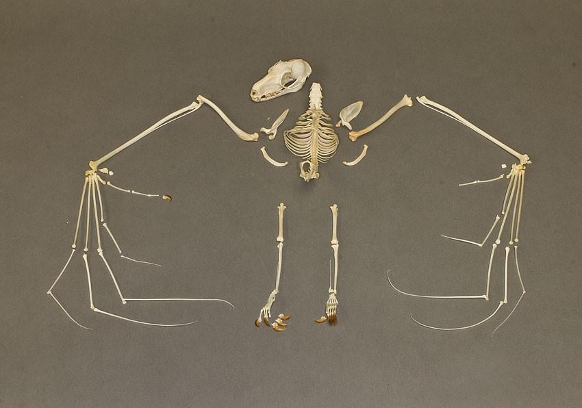 fruit bat skeleton