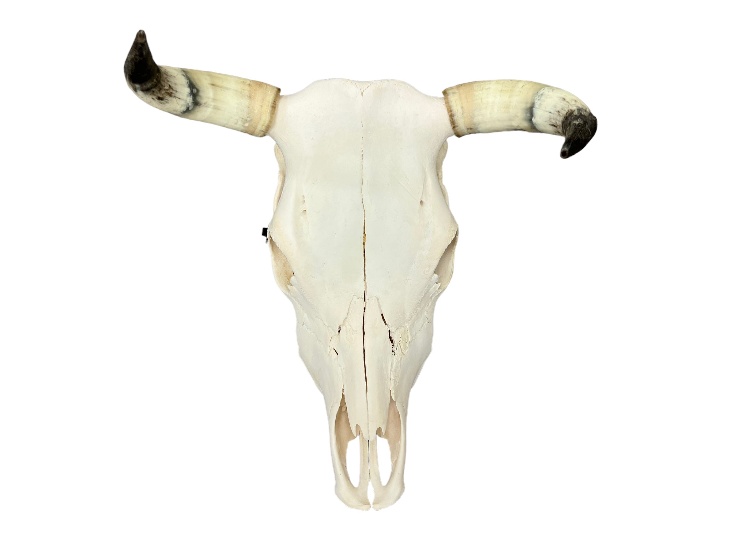 Real Animal Skulls for Sale - The Bone Room