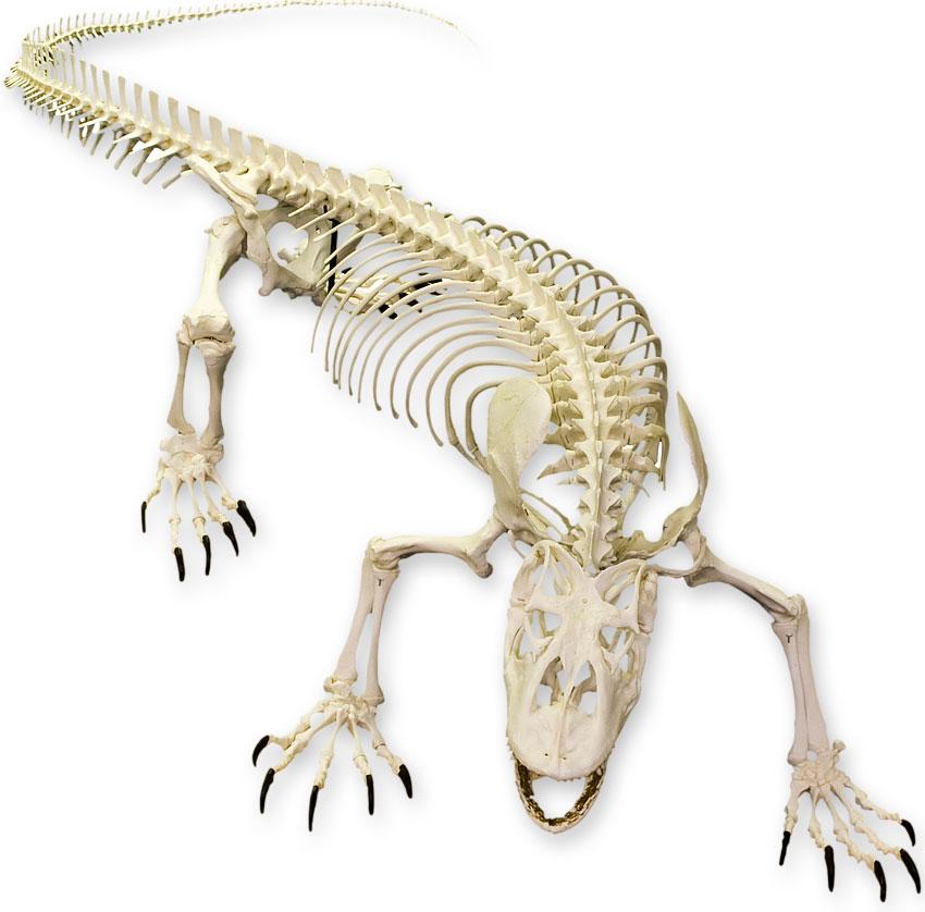 lizard skeleton diagram
