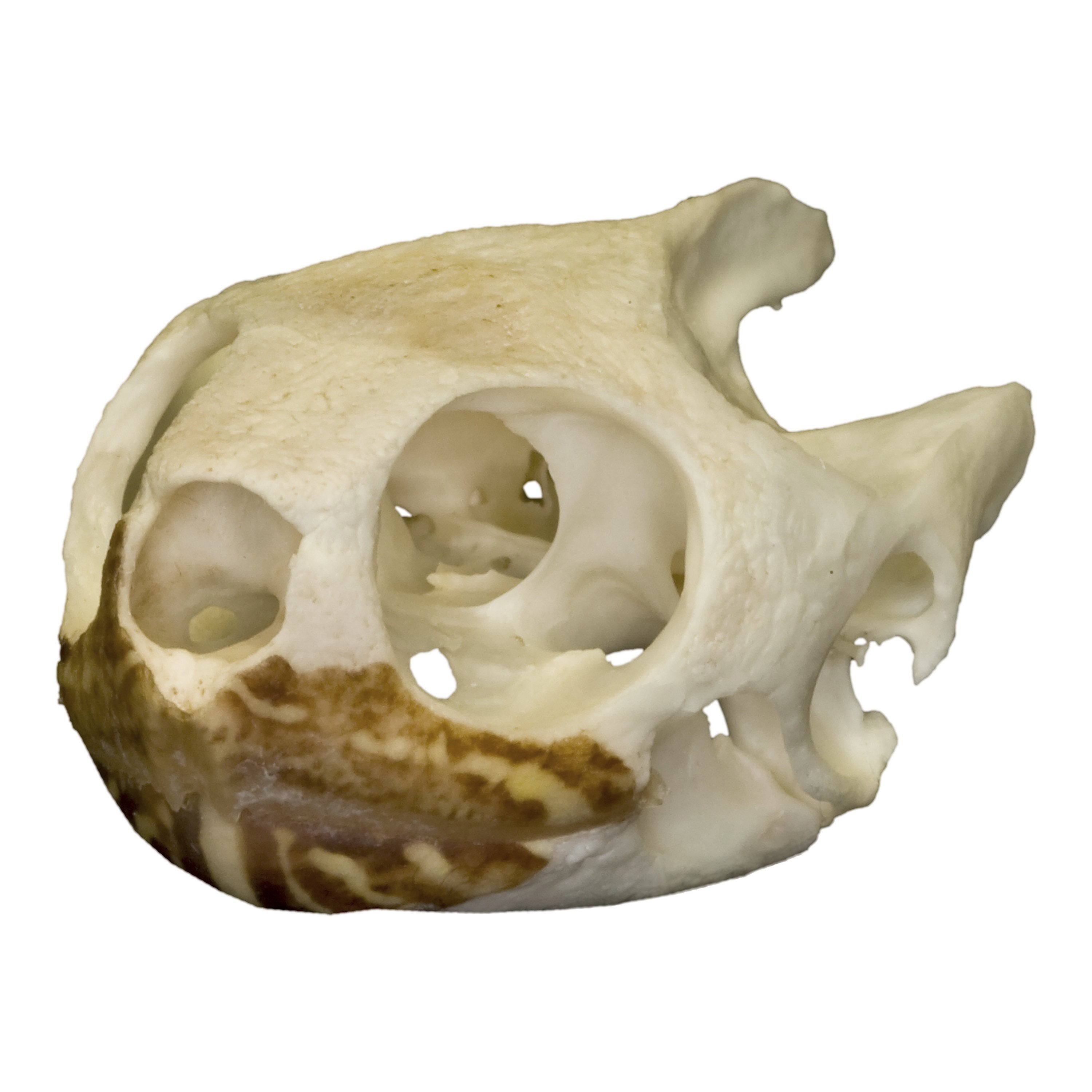 Real Yellow Mud Turtle Shell - Single — Skulls Unlimited International, Inc.