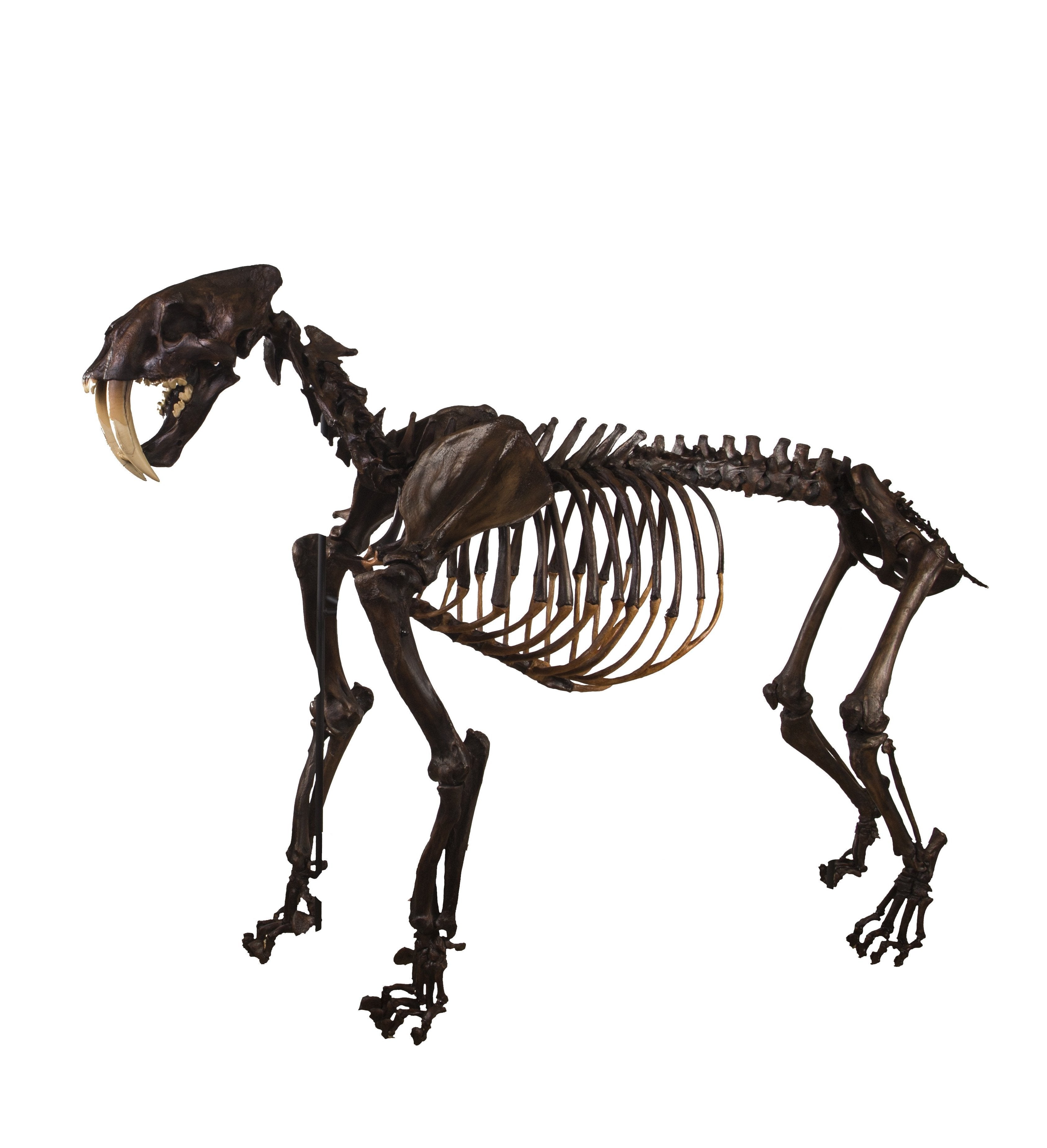 Large Dog Skeleton, Articulated - Bone Clones, Inc. - Osteological  Reproductions