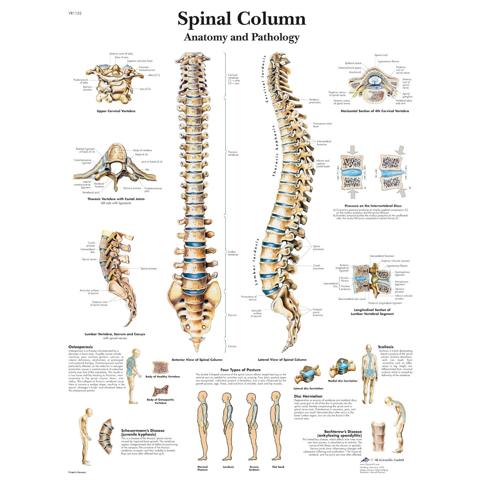 human spinal cord diagram labeled