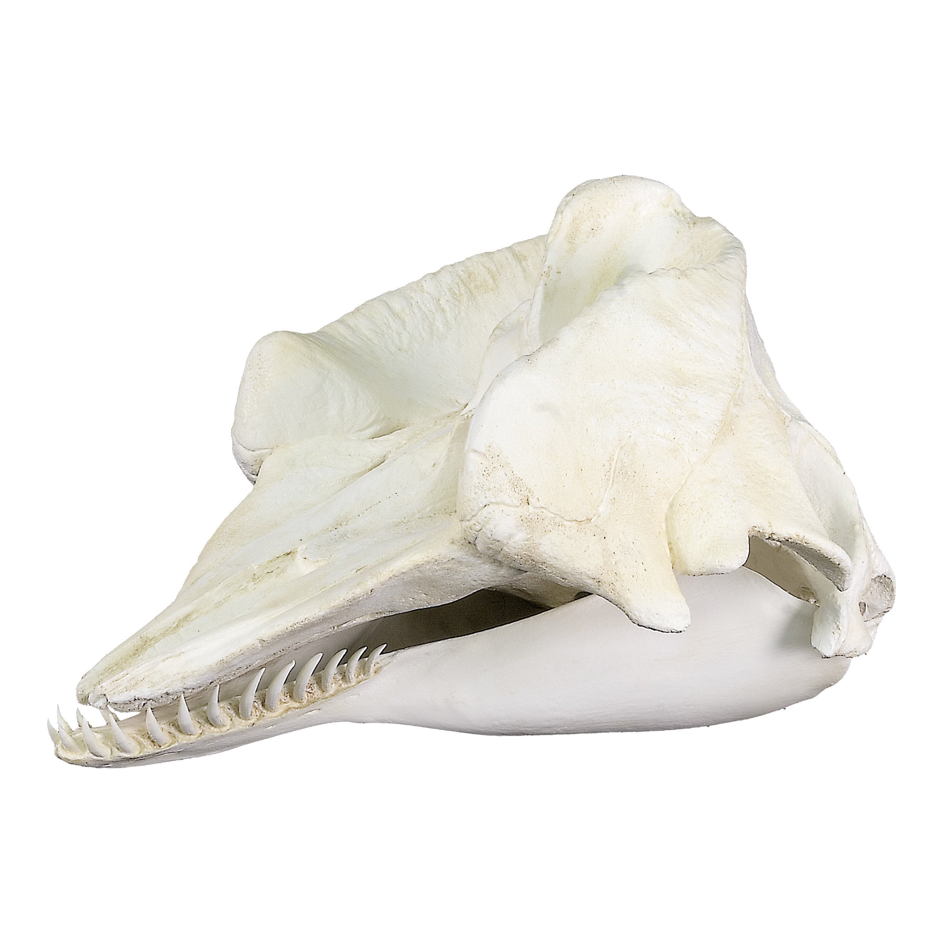 humpback whale skull
