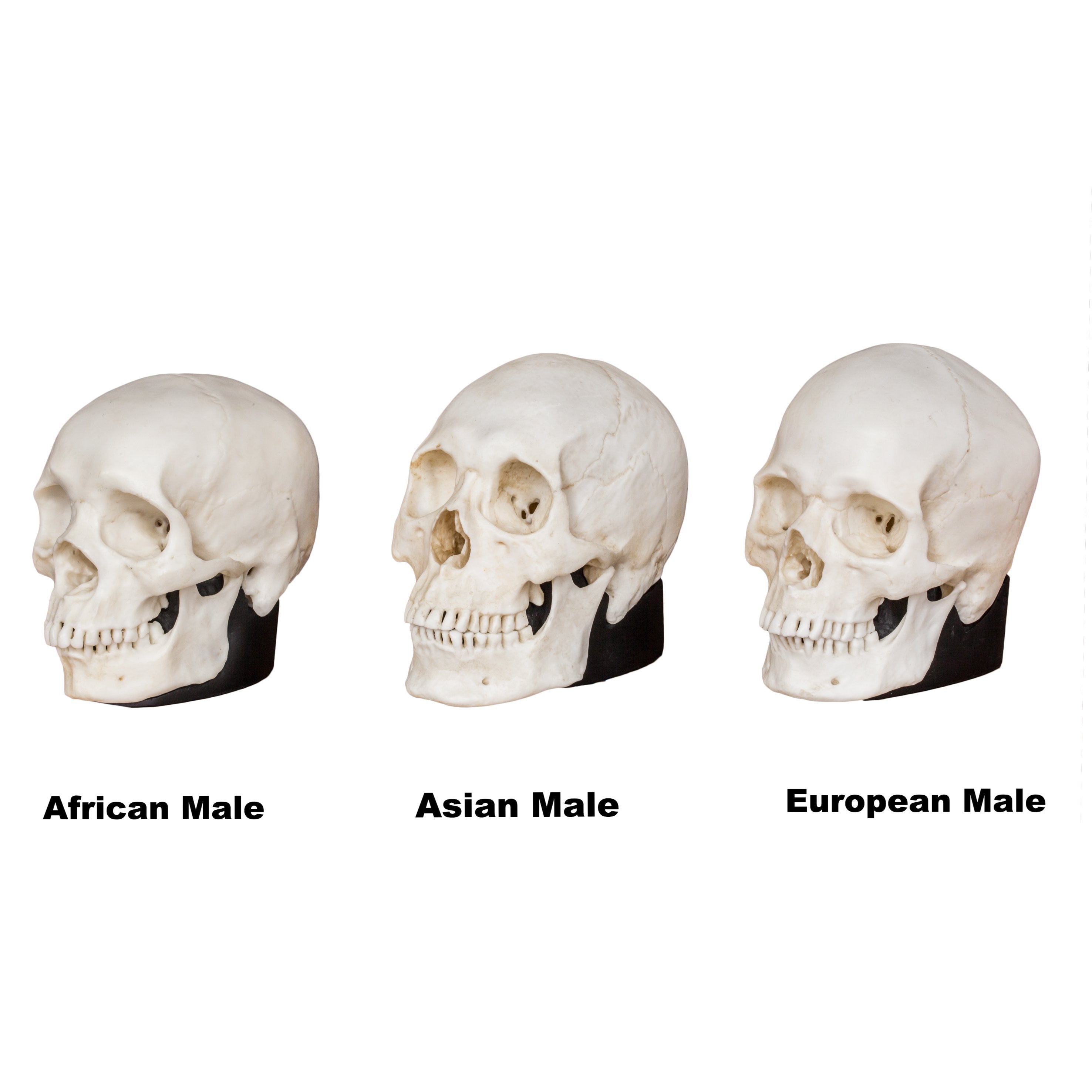 Human Male European Skull - Bone Clones, Inc. - Osteological Reproductions