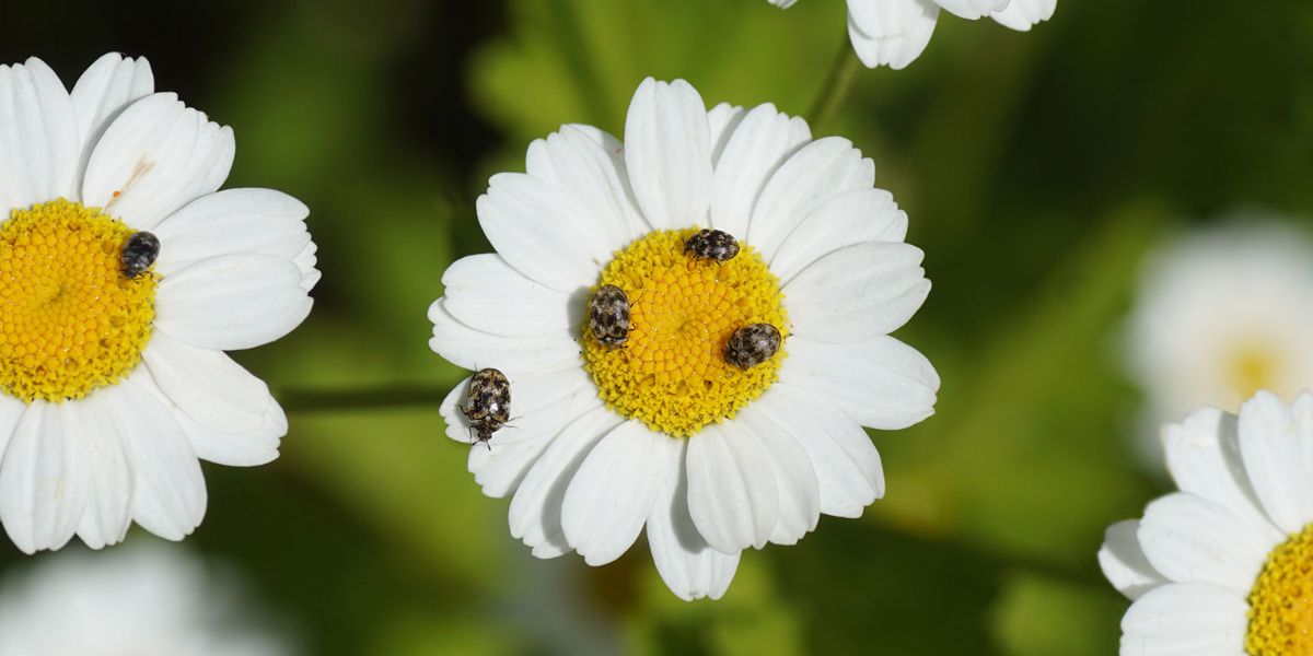 Dermestid Carpet Beetles  Oklahoma State University