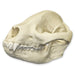 Replica Giant Panda Skull - Adolescent