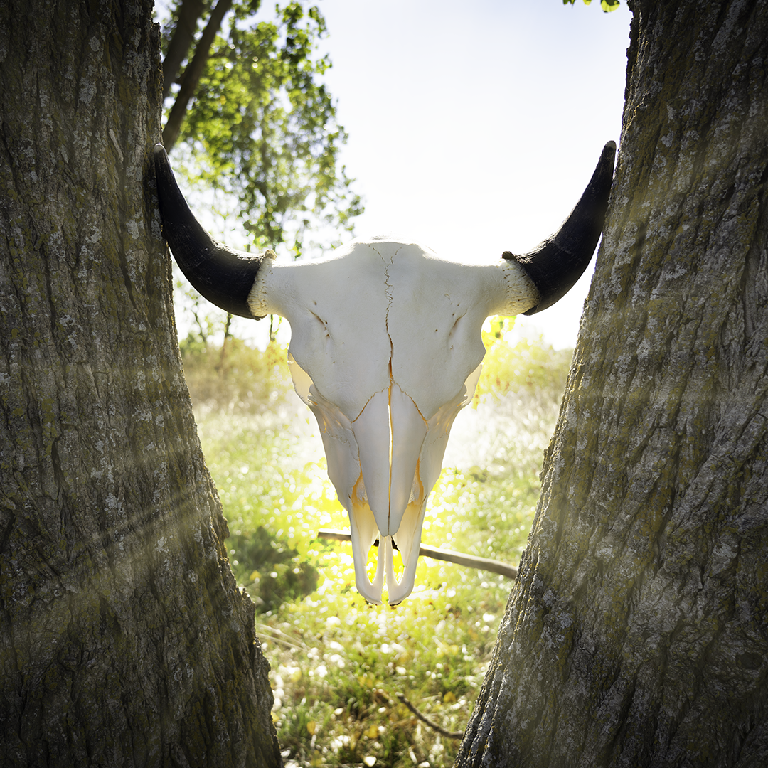 Real American Bison Skull