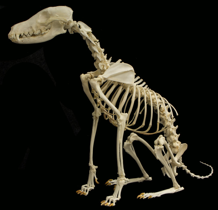 Real Black-backed Jackal Skeleton - Articulated