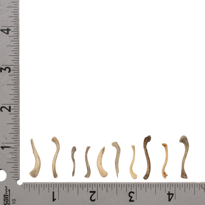 Real Research Quality Human Fetal Clavicle - Single