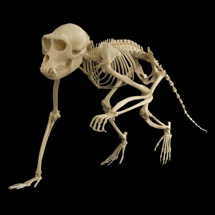 Real Crab-eating Macaque Skeleton - Articulated