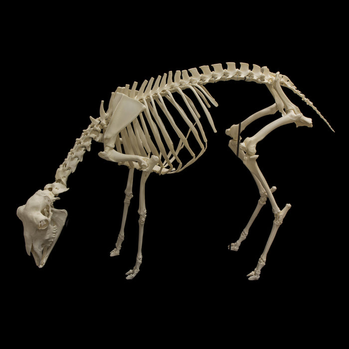 Real Domestic Sheep Skeleton - Articulated