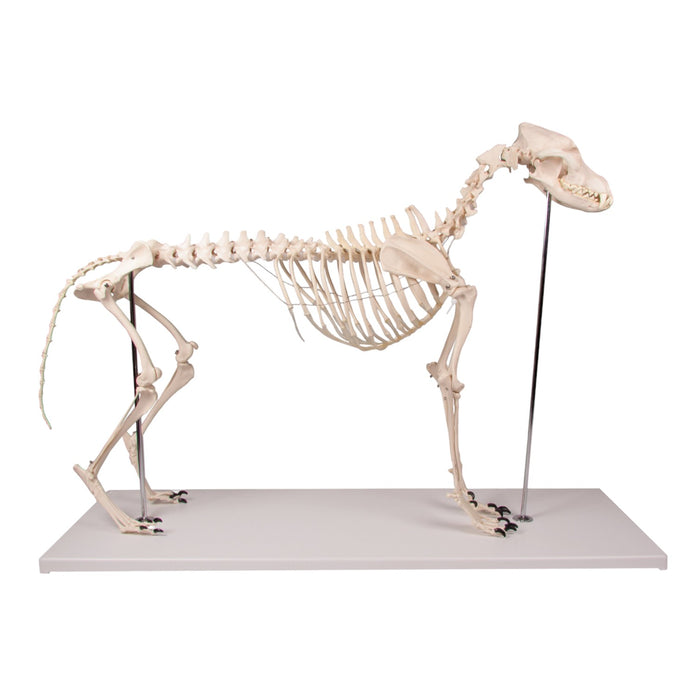 Replica Dog Skeleton "Olaf"