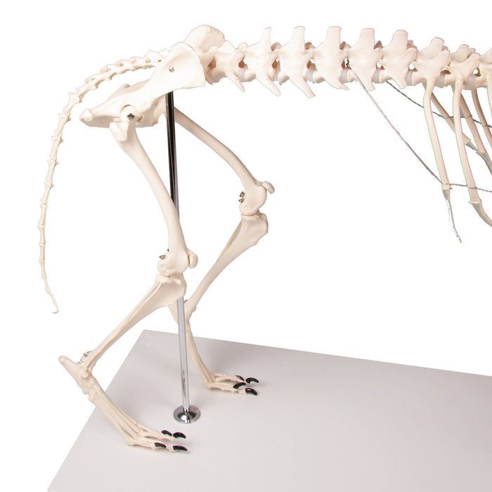 Replica Dog Skeleton "Olaf"