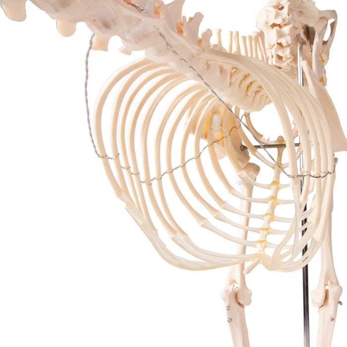 Replica Dog Skeleton "Olaf"