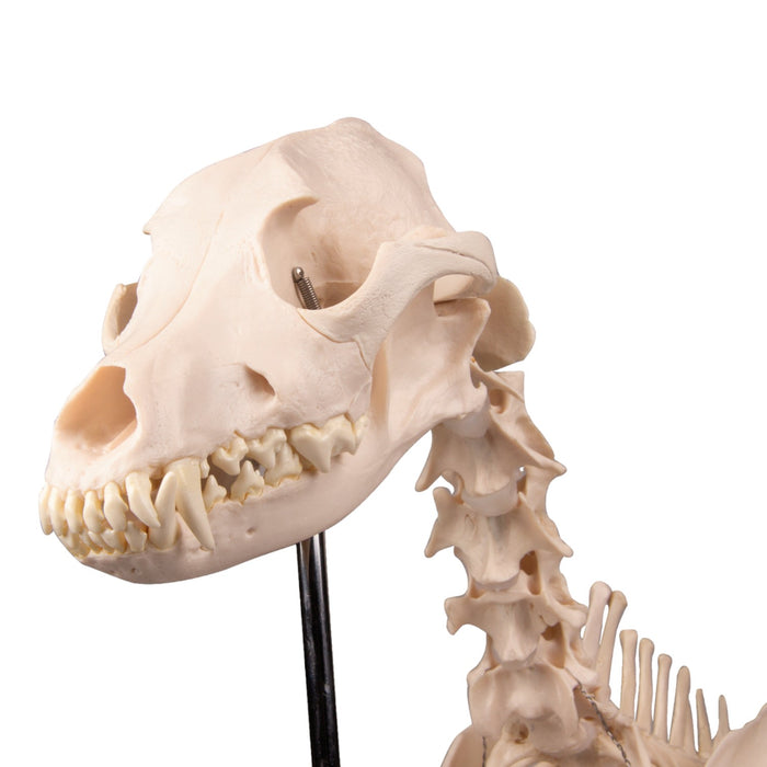 Replica Dog Skeleton "Olaf"