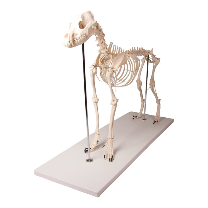 Replica Dog Skeleton "Olaf"