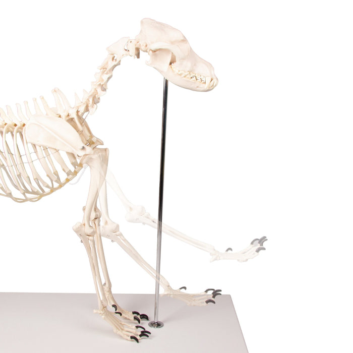 Replica Dog Skeleton "Olaf"