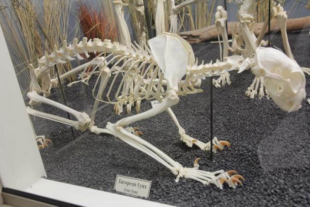 Real Eurasian Lynx Skeleton - Articulated