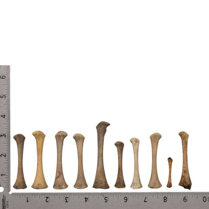 Real Research Quality Human Fetal Femur - Single