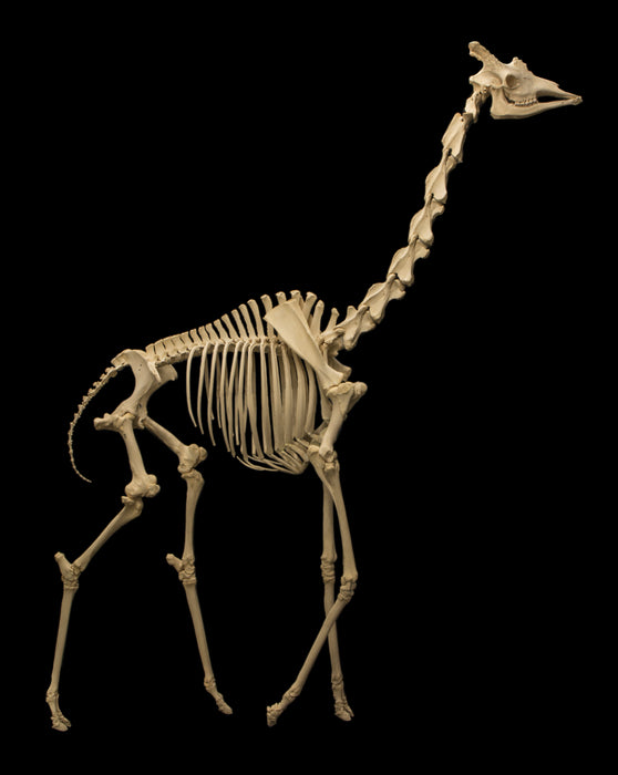 Real Reticulated Giraffe Skeleton - Articulated