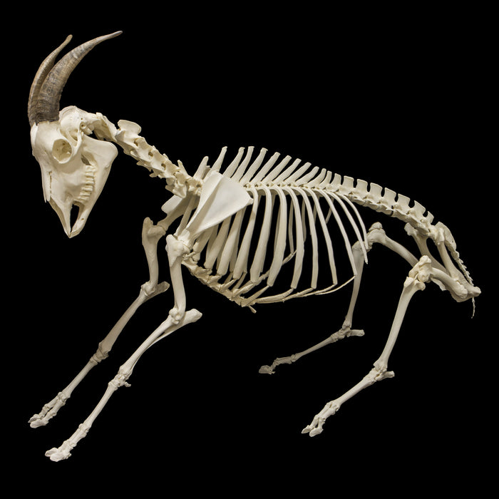 Real Domestic Goat Skeleton - Articulated