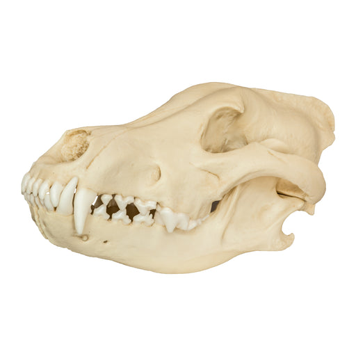 Replica Gray Wolf Skull