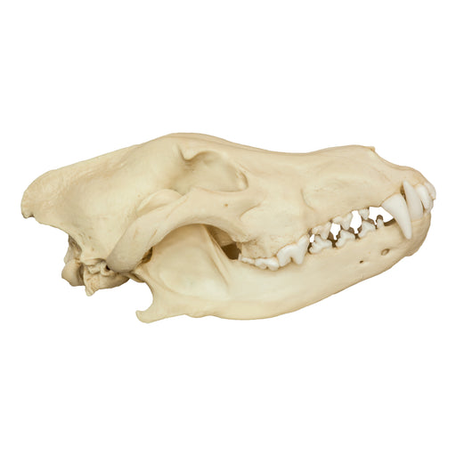 Replica Gray Wolf Skull