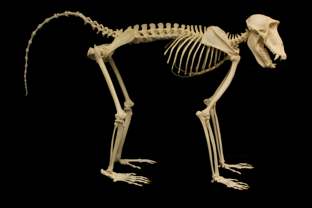 Real Guinea Baboon Skeleton - Articulated (Male)