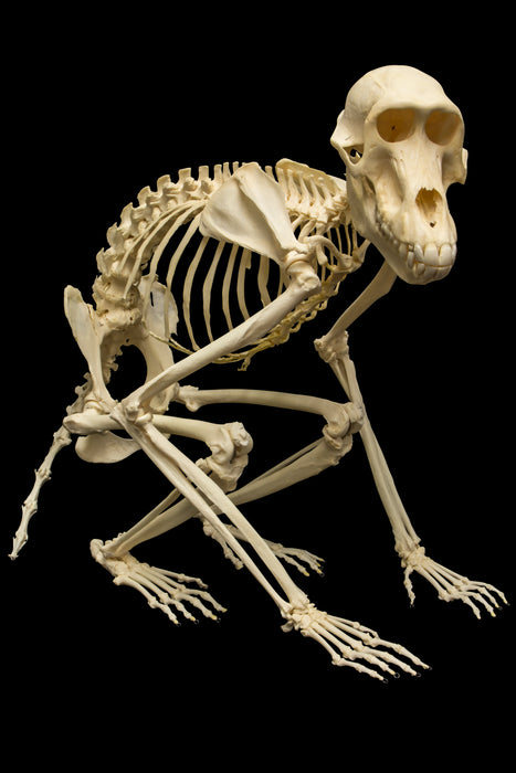 Real Guinea Baboon Skeleton - Articulated (Female)