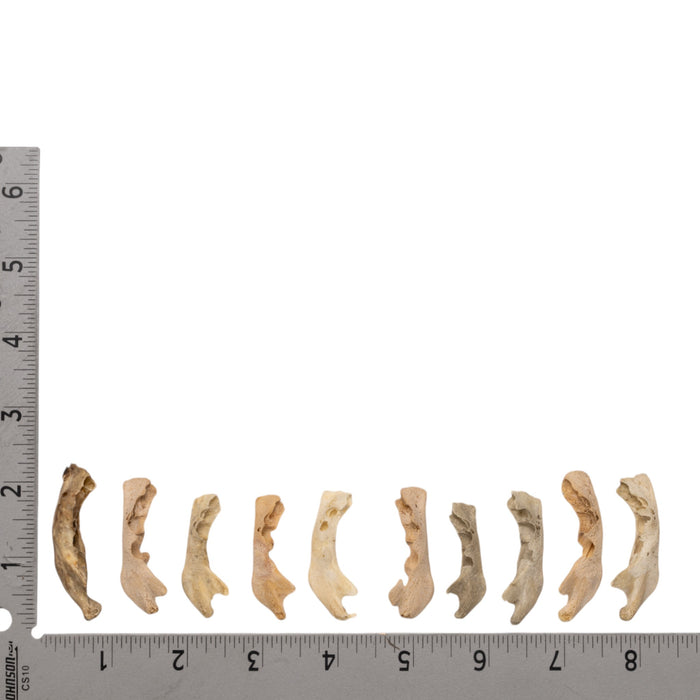 Real Research Quality Human Fetal Half Mandible - Single