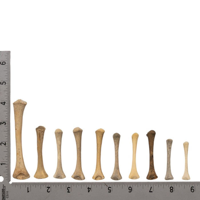 Real Research Quality Human Fetal Humerus - Single