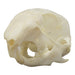 Real Thirteen-lined Ground Squirrel Skull