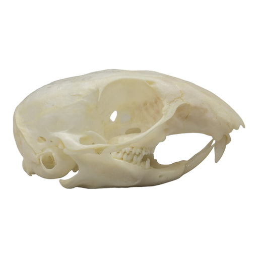 Real Thirteen-lined Ground Squirrel Skull