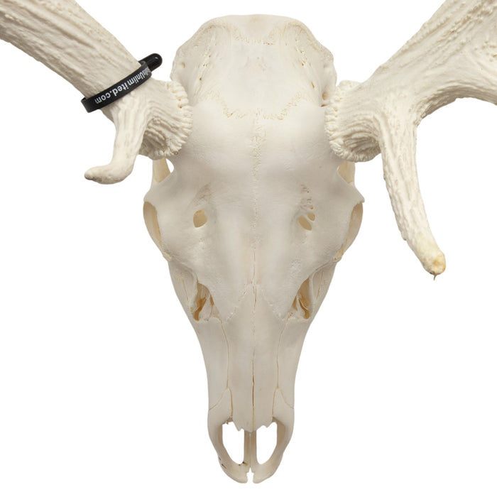 Real Red Deer Skull