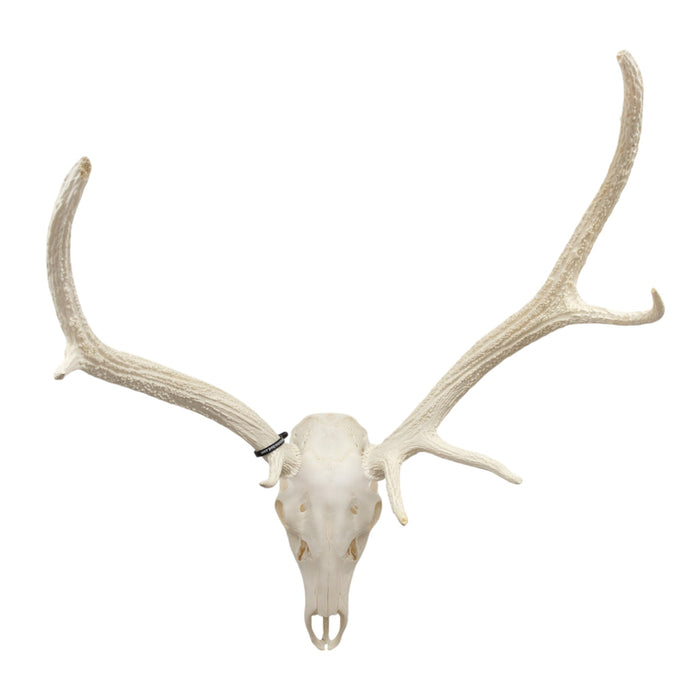 Real Red Deer Skull