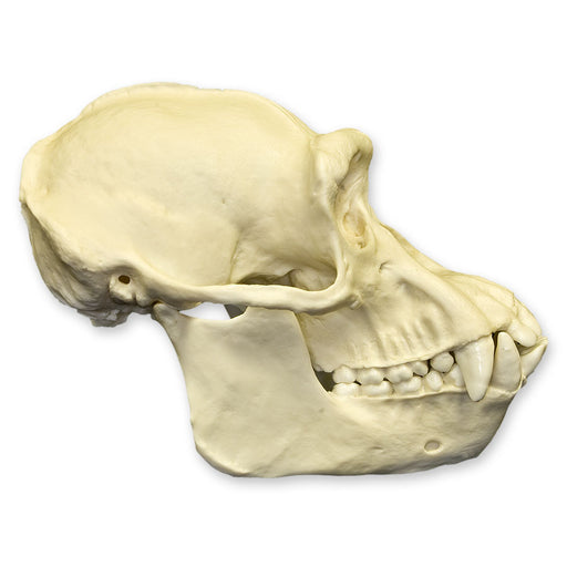 Replica Chimpanzee Skull - Male